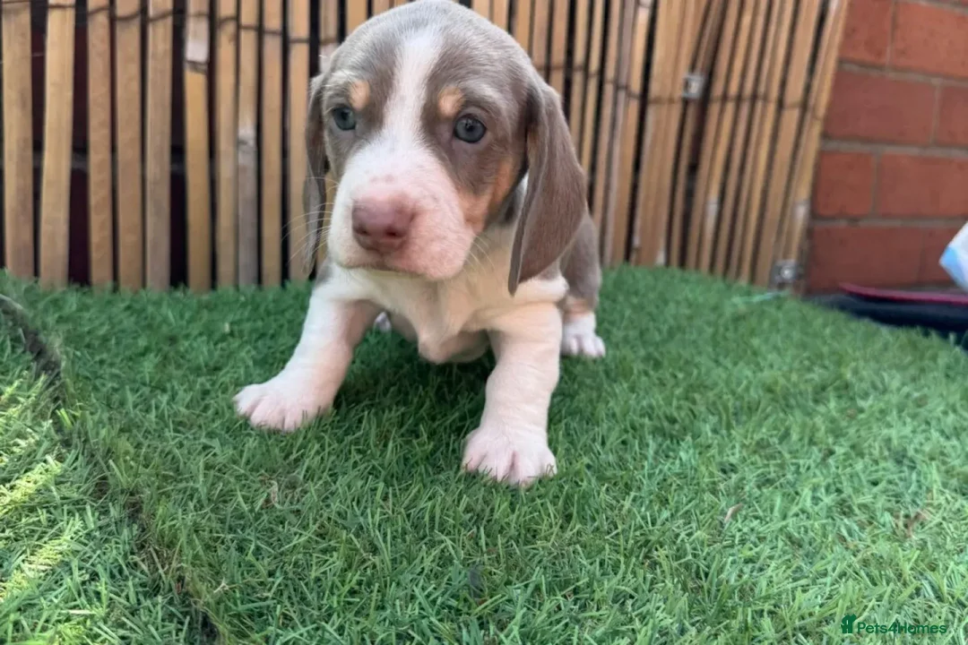 Miniature Dachshund dogs for sale: LOVELY MINIATURE DACHSHUNDS PUPPIES FOR SALE in St Andrews - Advert 2
