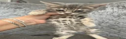 Bengal cats for sale: 💙 Beautiful Blue Bengal Female Kittens TICA Reg - Advert 19