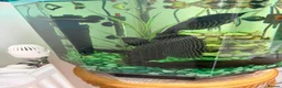 Plecos fish for sale: Britlenose Pleco - Free in London - Advert 2