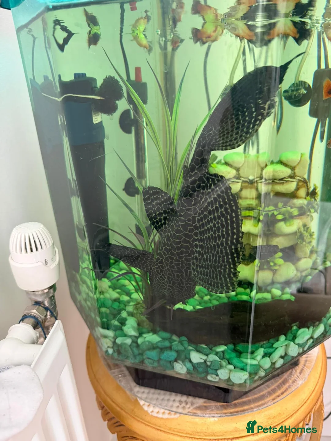 Plecos fish for sale: Britlenose Pleco - Free in London - Advert 2