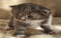 Maine Coon cats for sale: MAINE COONE KITTENS POLYDACTYL&NON POLYDACTYL   - Advert 25