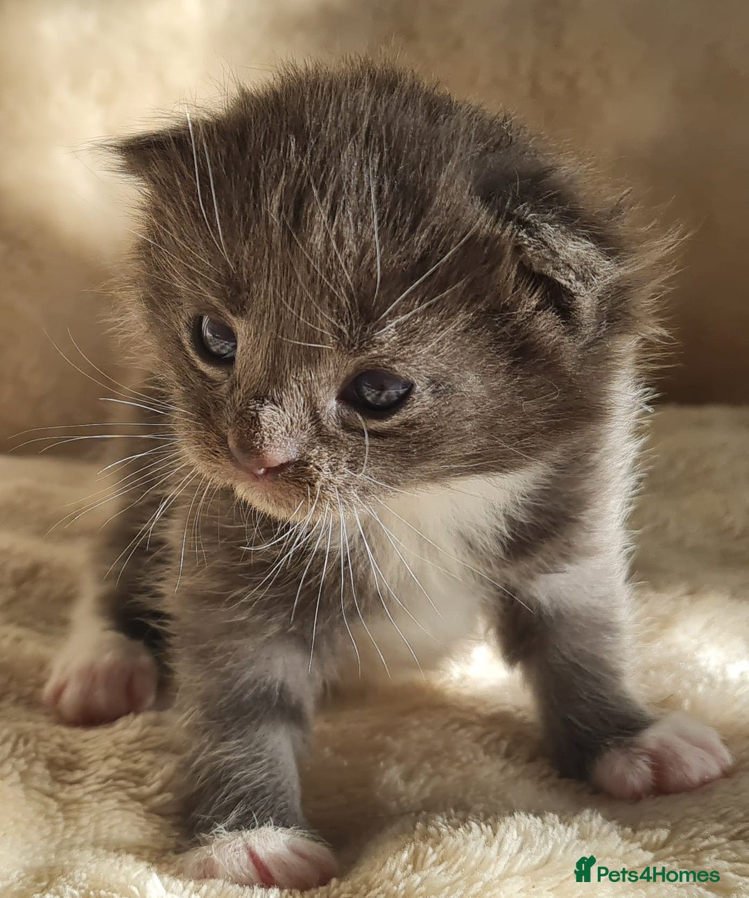 Maine Coon cats for sale: MAINE COONE KITTENS POLYDACTYL&NON POLYDACTYL   - Advert 25