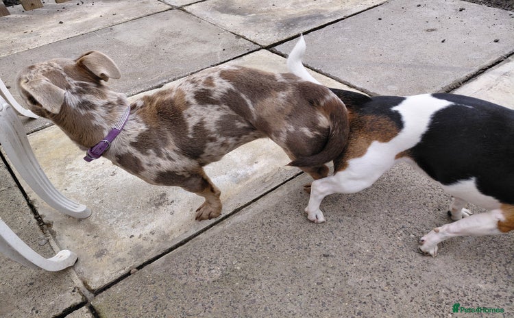 Jack Russell dogs - Advert 1