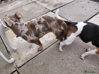 Jack Russell dogs Ghost - Advert 2