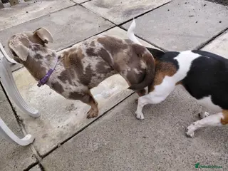 Jack Russell dogs Ghost - Advert 1