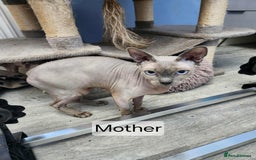 Sphynx cats for sale: Quality canadian sphynx kittens HCM Tica - Image 12
