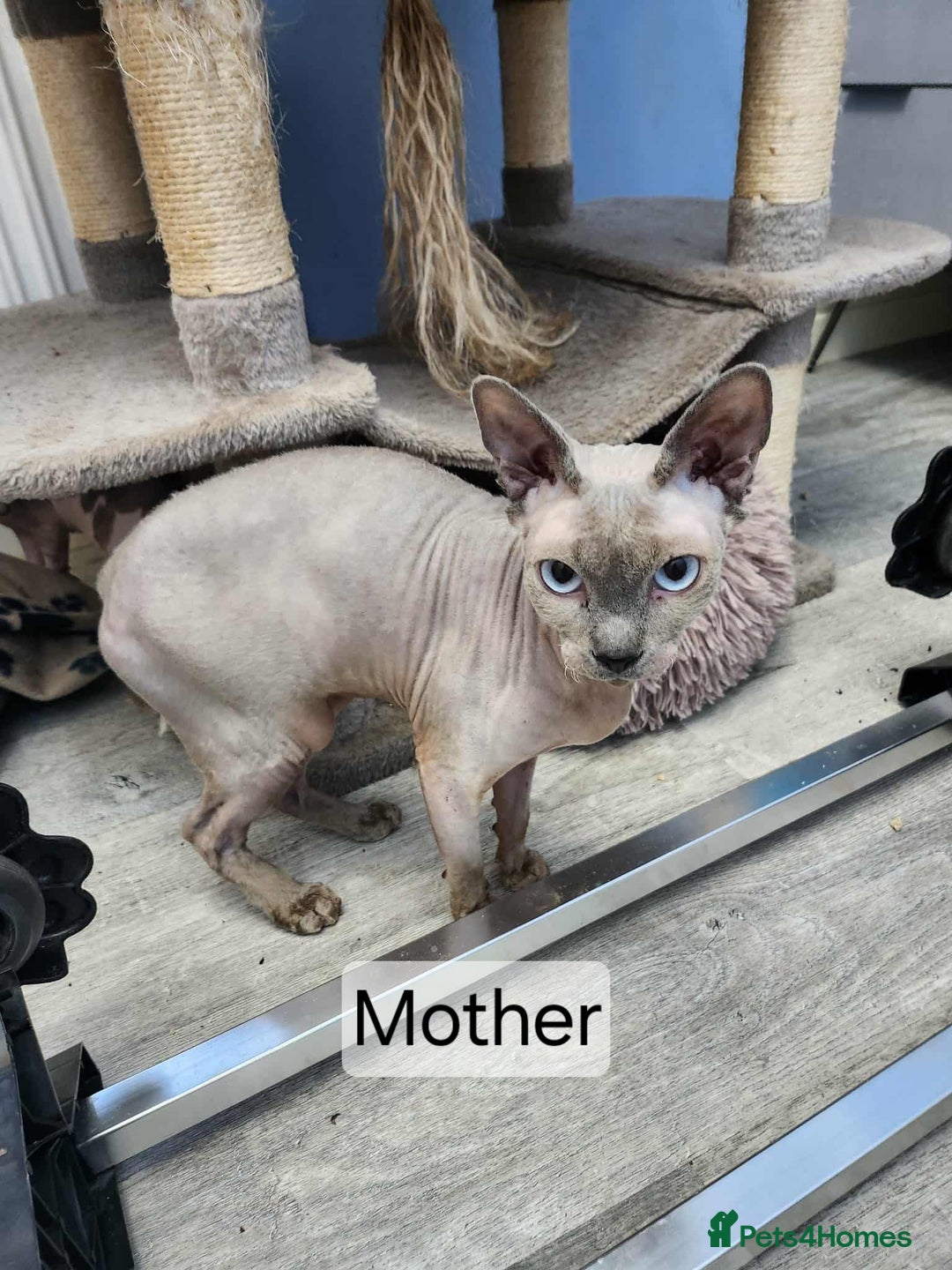 Sphynx cats for sale: Quality canadian sphynx kittens HCM Tica - Image 12