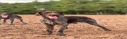 German Wirehaired Pointer dogs for stud: German Wirehaired Pointer at Stud - Advert 3