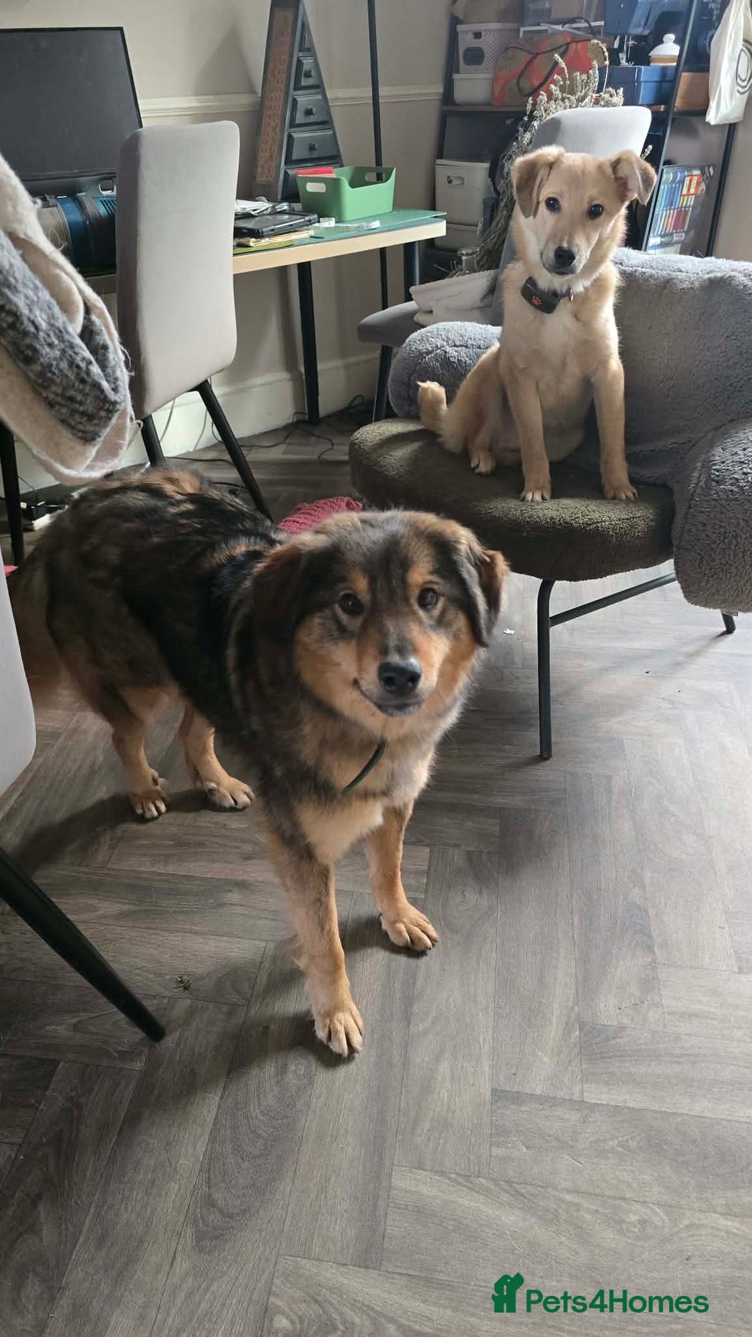 Mixed Breed dogs for adoption: Twinkle for adoption - Advert 6