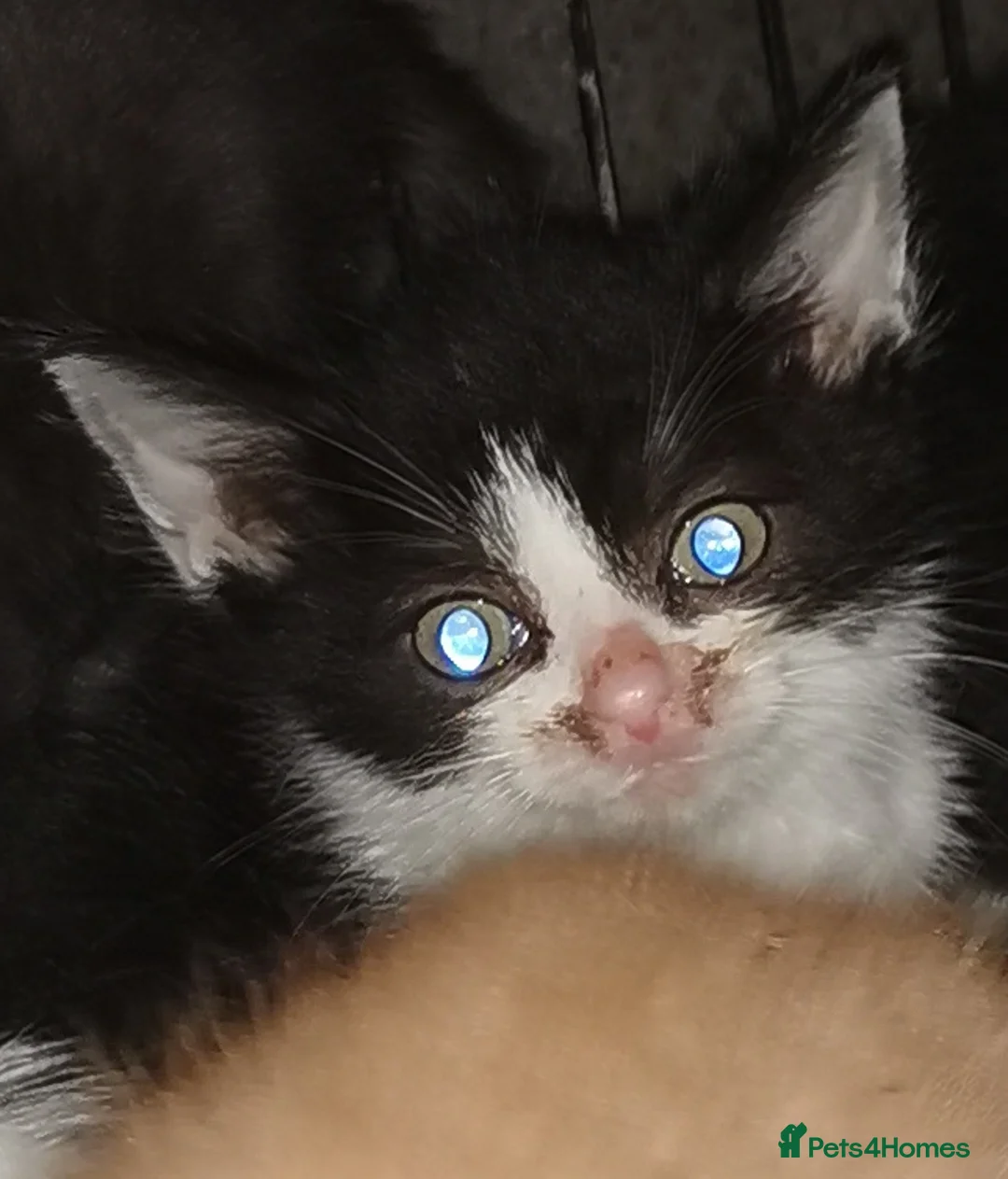 Mixed Breed cats for sale: Farm / stable kittens for sale in Durham - Advert 2