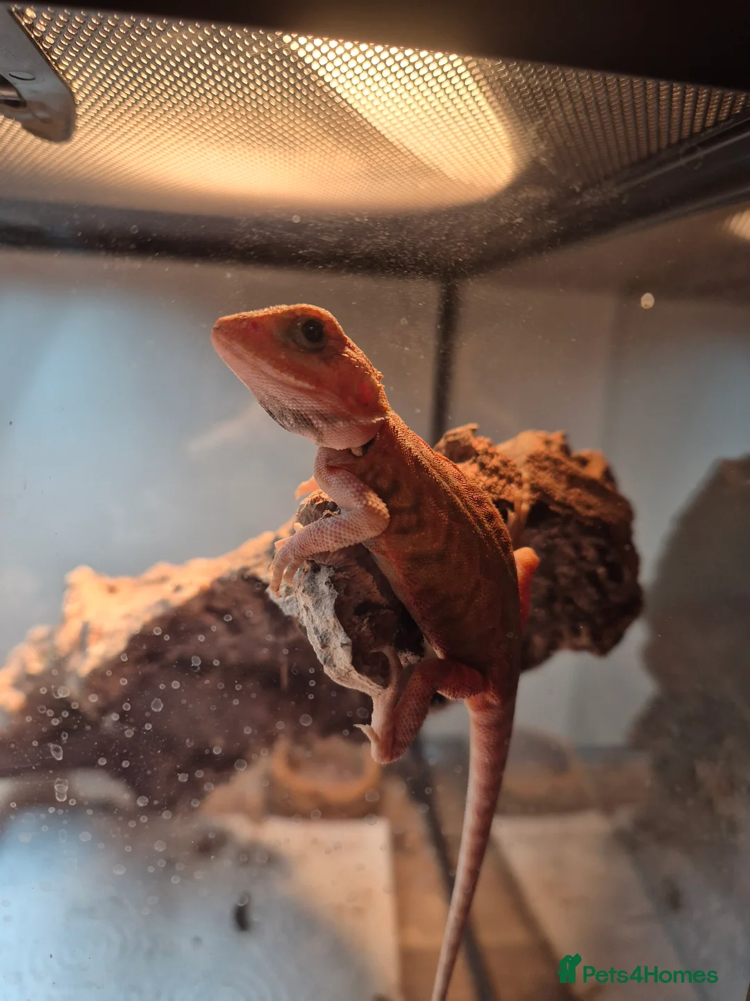 Bearded Dragon reptiles for sale: super red hypo translucent bearded dragon - Advert 1
