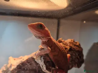 Bearded Dragon reptiles super red hypo translucent bearded dragon - Advert 1