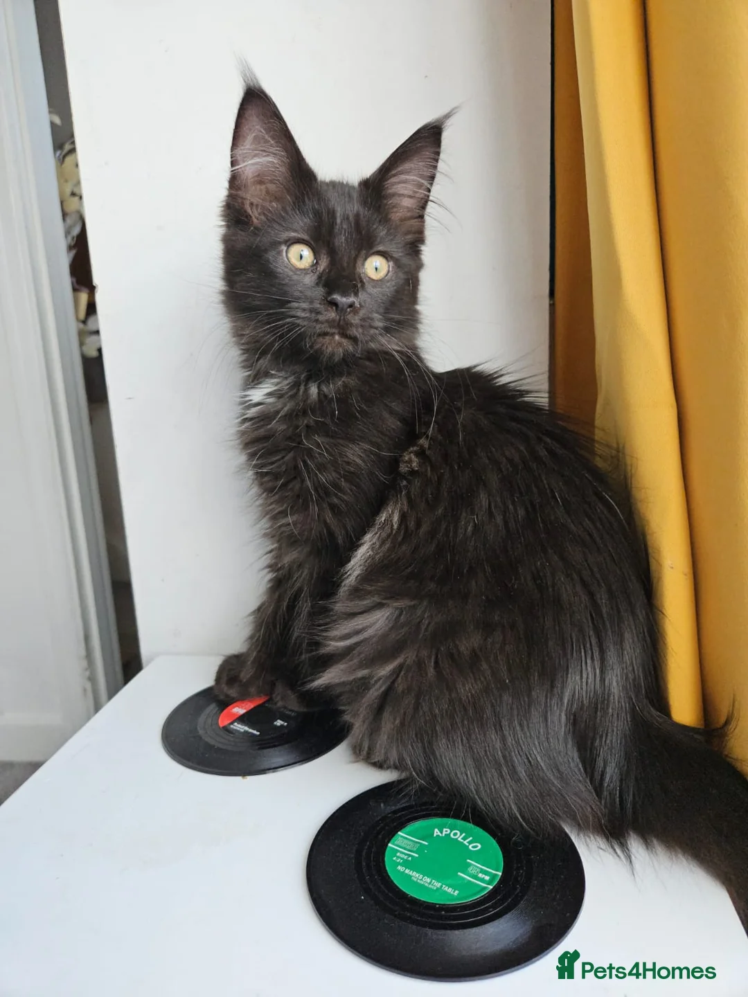 Mixed Breed cats for sale: Stunning Maine Coon x Ragdoll Excellent with kids in Manchester - Advert 2