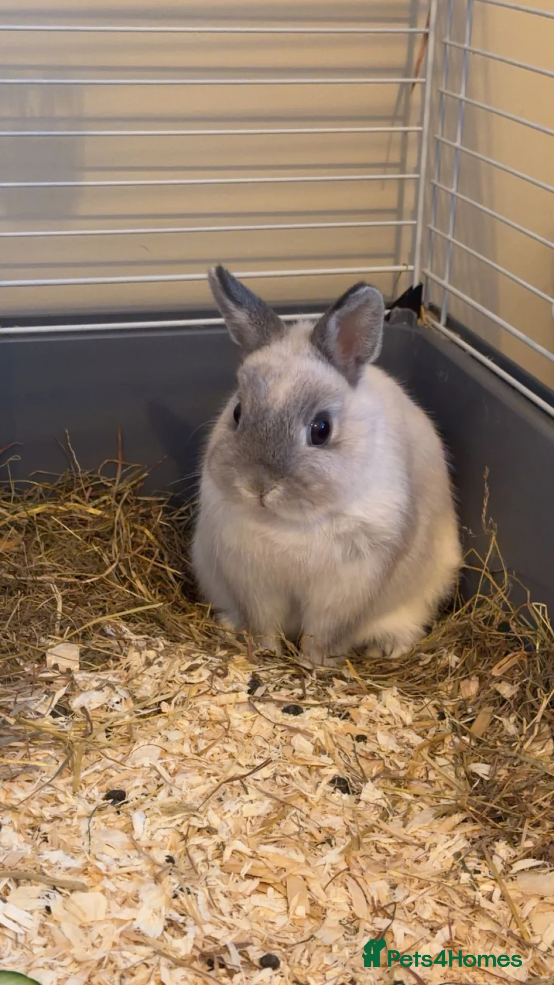 Mini Lop rabbits for sale: Two beautiful female rabbits in Birmingham - Advert 3