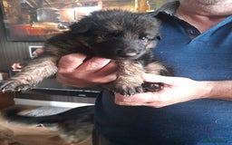 German Shepherd dogs for sale: Beautiful German shepherd pups - Image 12