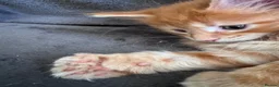 Maine Coon cats for sale: TICA registered polydactyl Maine Coon kittens 😻 - Advert 12