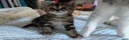 Mixed Breed cats for sale: Bengal x Maine coon  - Advert 8