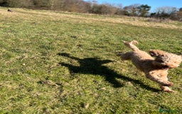 Cockapoo dogs for sale: Mabel – 3-Year-Old Cockapoo  - Image 9