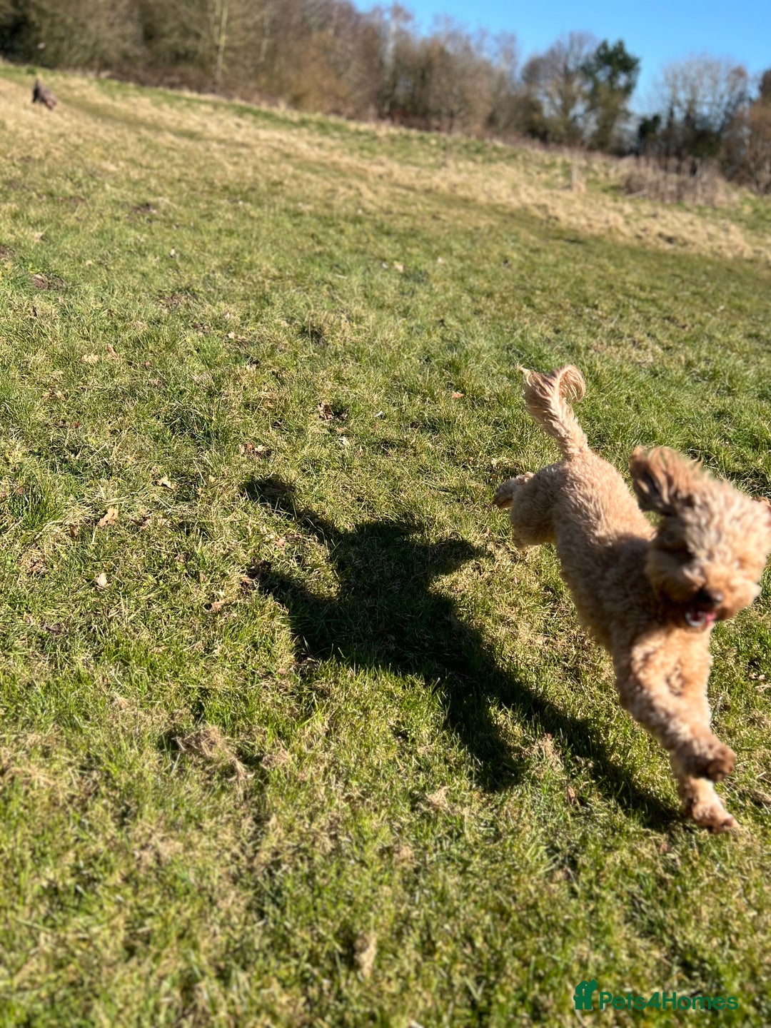 Cockapoo dogs for sale: Mabel – 3-Year-Old Cockapoo  - Image 9