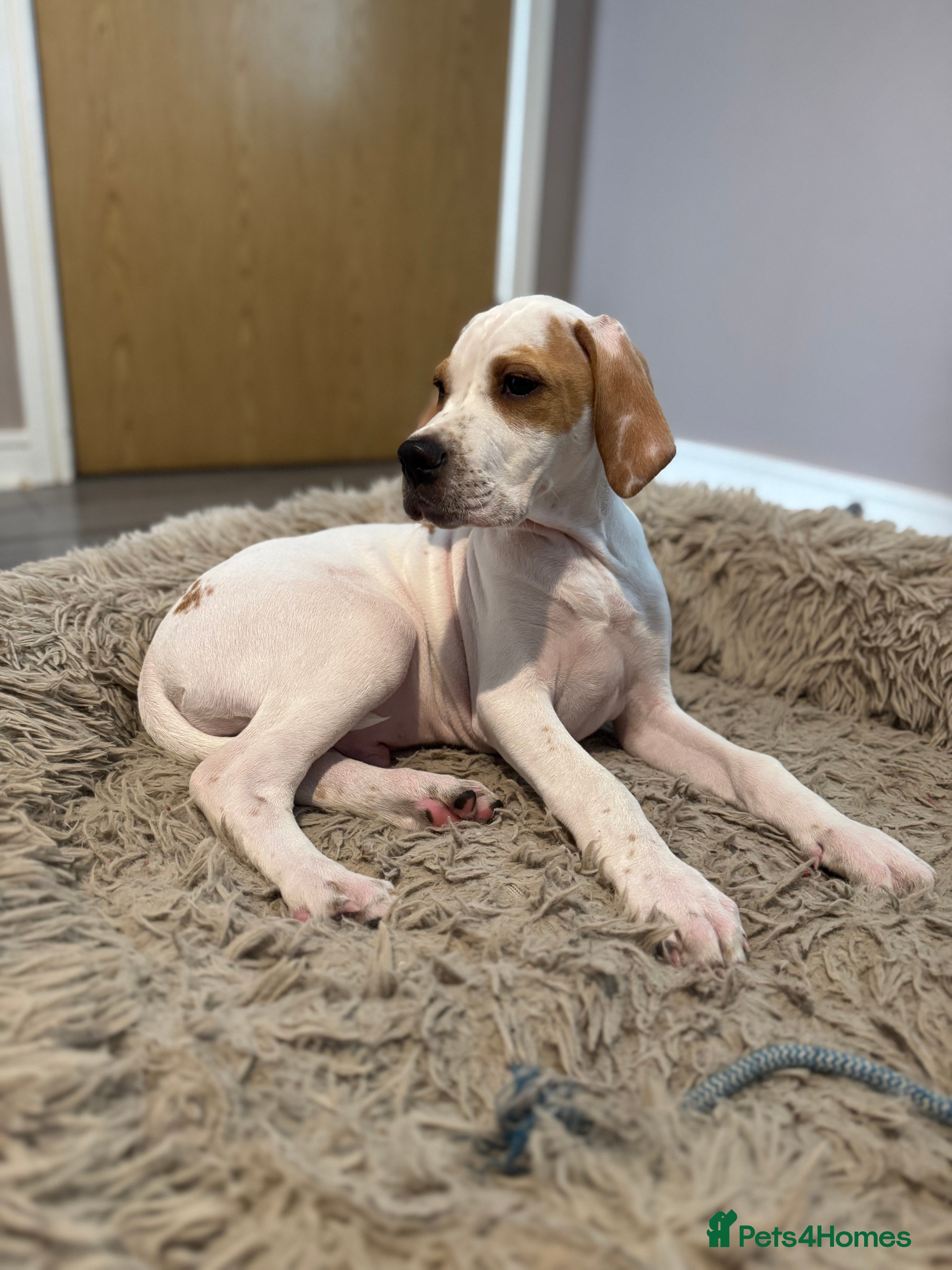 Pointer dogs Just 1 gorgeous boy available - Advert 1