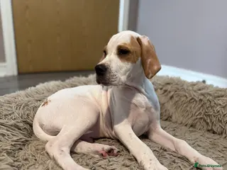 Pointer dogs Just 1 gorgeous boy available - Advert 1