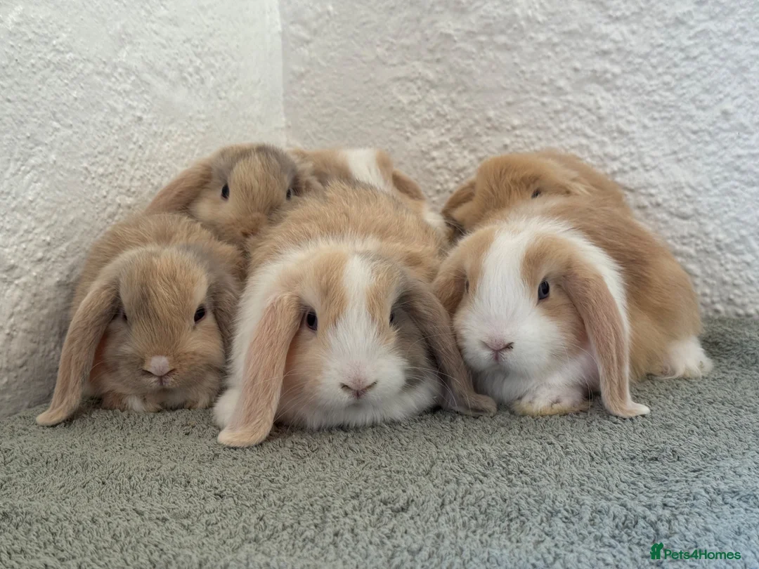 Mini Lop rabbits for sale: Mini Lops looking for Forever Homes - Advert 1
