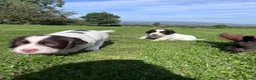 Sprocker dogs for sale: Sprocker Puppies - 4th generation.  - Advert 20
