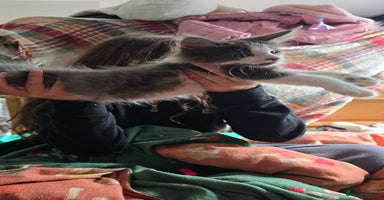 Maine Coon cats - Advert 3
