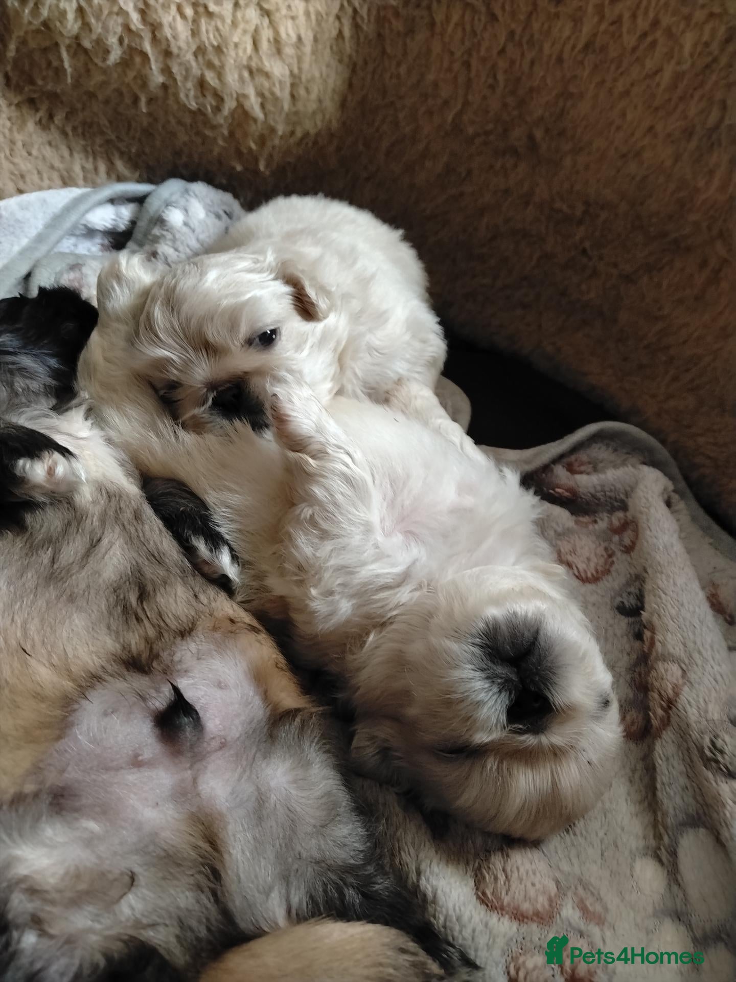 Pekingese dogs KC registered Pekingese puppy's  - Advert 2