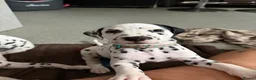 Dalmatian dogs for sale: RKG Dalmatian pups ready this weekend  - Advert 11