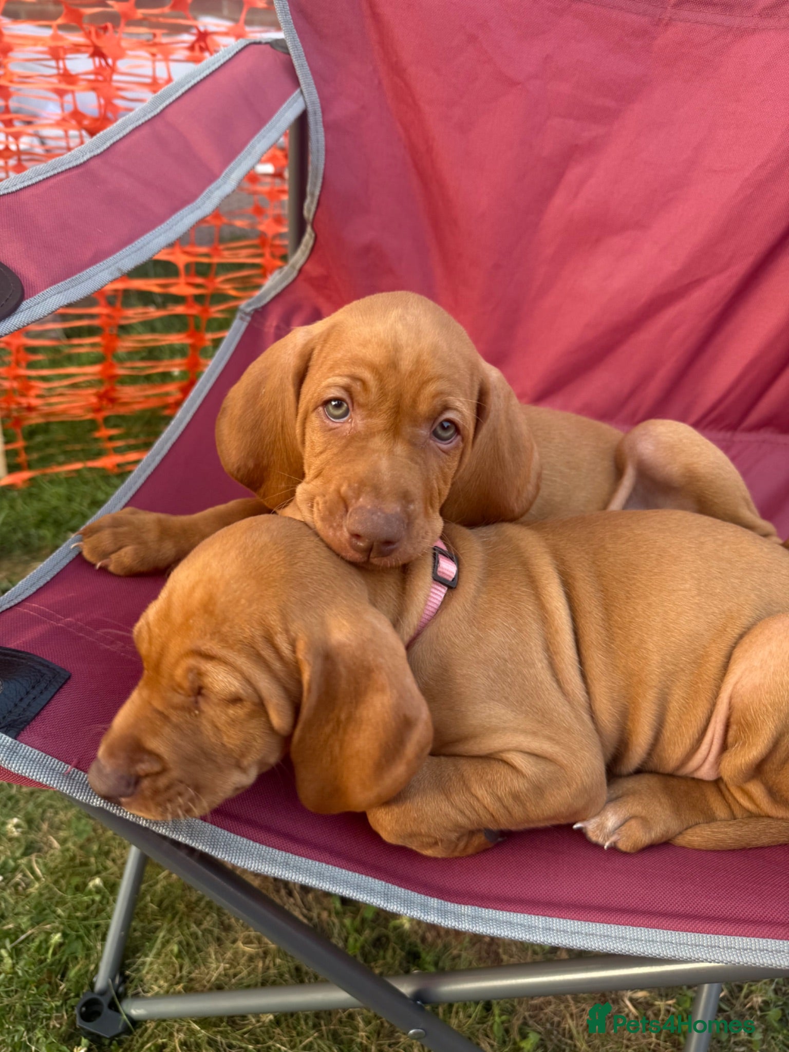 Hungarian Vizsla dogs KC Registered Hungarian Viszla litter  - Advert 3