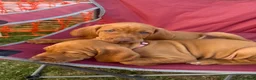Hungarian Vizsla dogs for sale: KC Registered Hungarian Viszla litter  - Advert 5