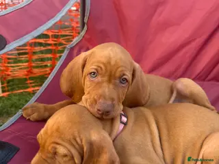 Hungarian Vizsla dogs KC Registered Hungarian Viszla litter - Advert 3