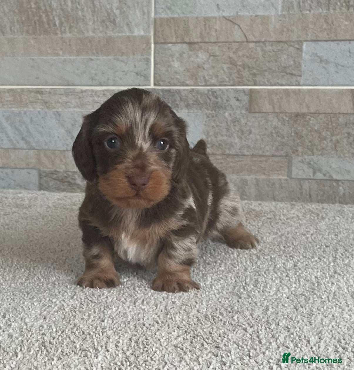 Dachshund dogs Dachshund miniature - Advert 1