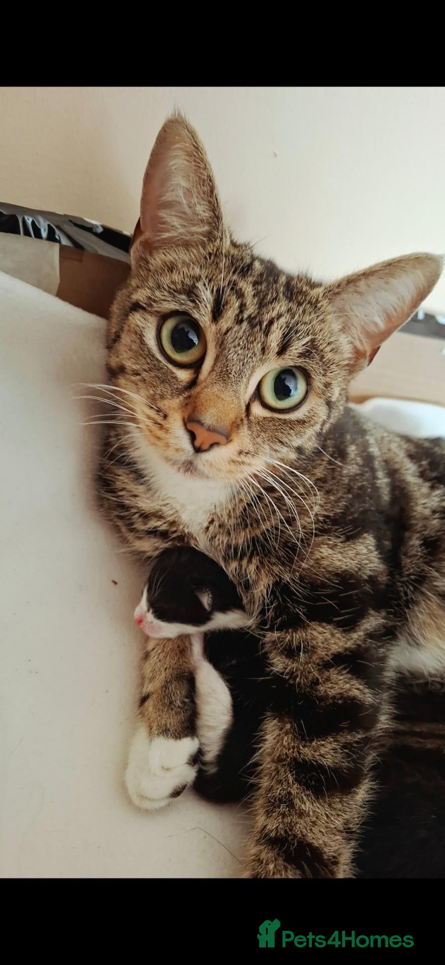 Mixed Breed cats for sale: Kitten  - Advert 5
