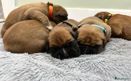 Boxer dogs for sale: Beautiful bob/tailed litter pure boxers  - Advert 8