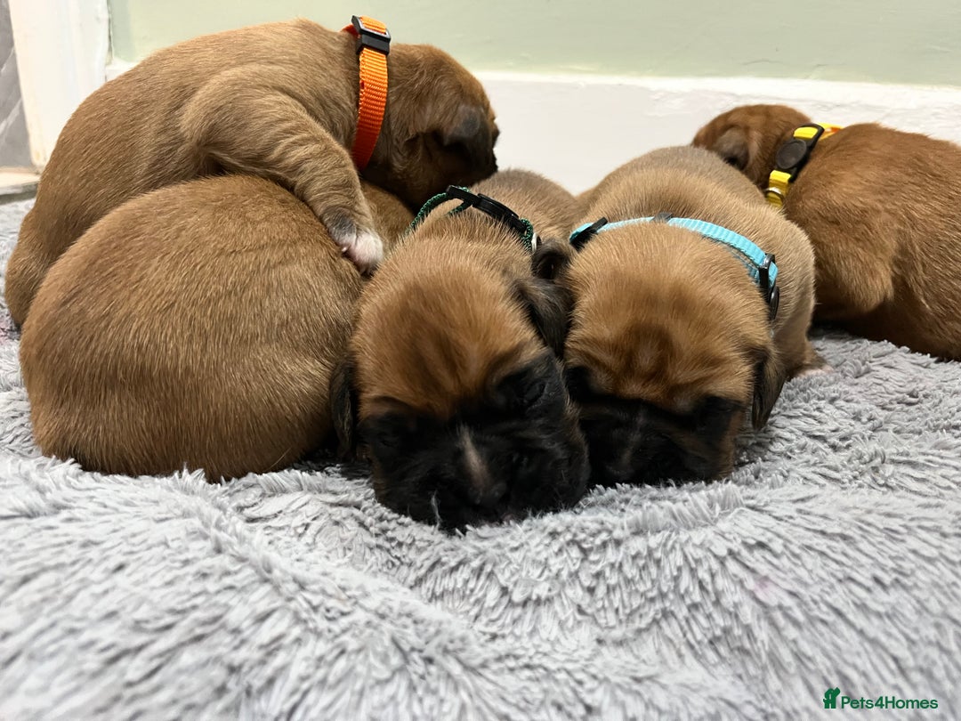 Boxer dogs for sale: Beautiful bob/tailed litter pure boxers  - Advert 8