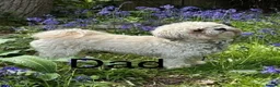 Mixed Breed dogs for sale: 4 beautiful puppies for sale  - Advert 4