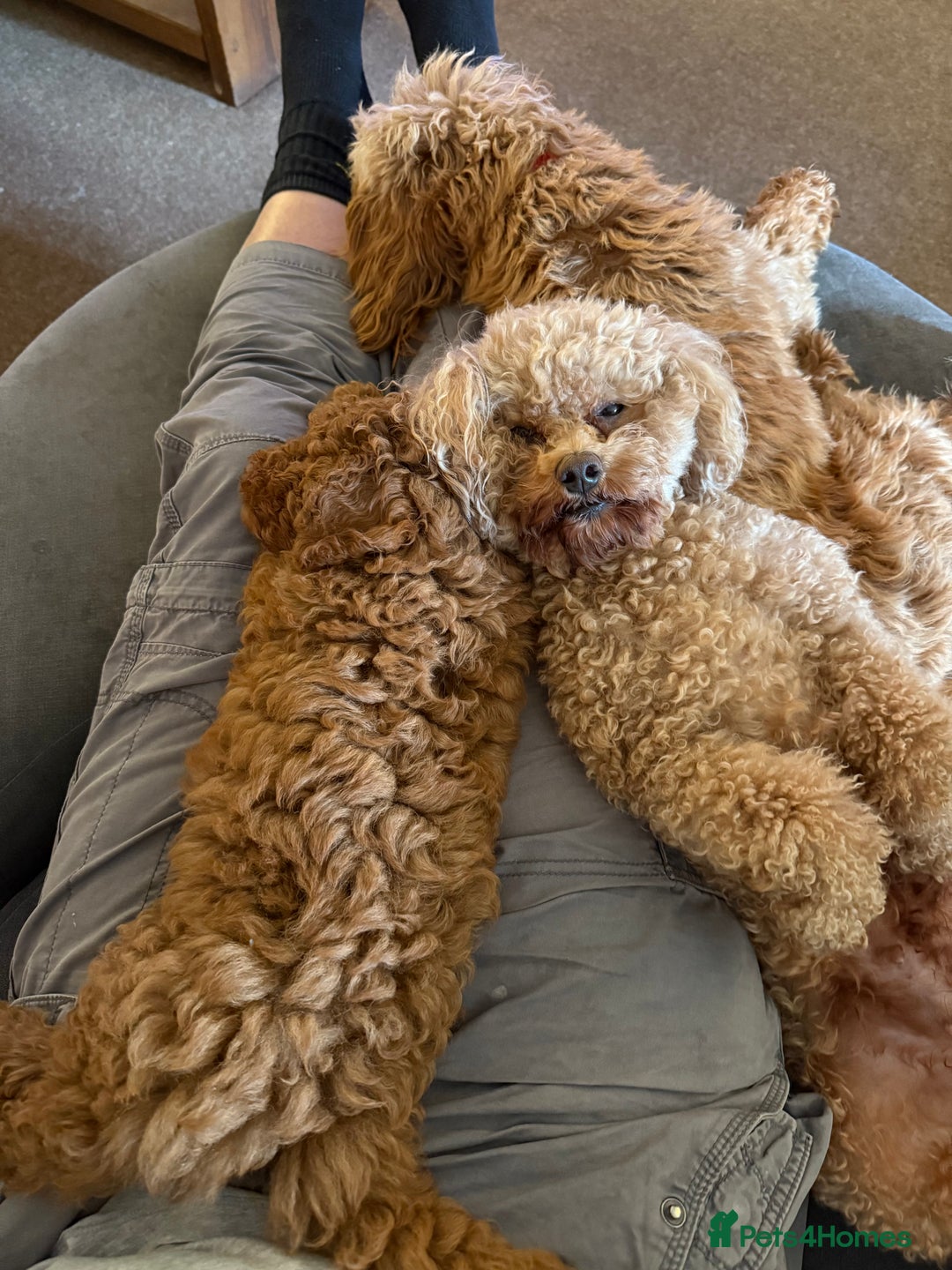 Cavapoochon dogs for sale: Gorgeous F1B Cavapoochon’s Fox Red available now. - Image 29