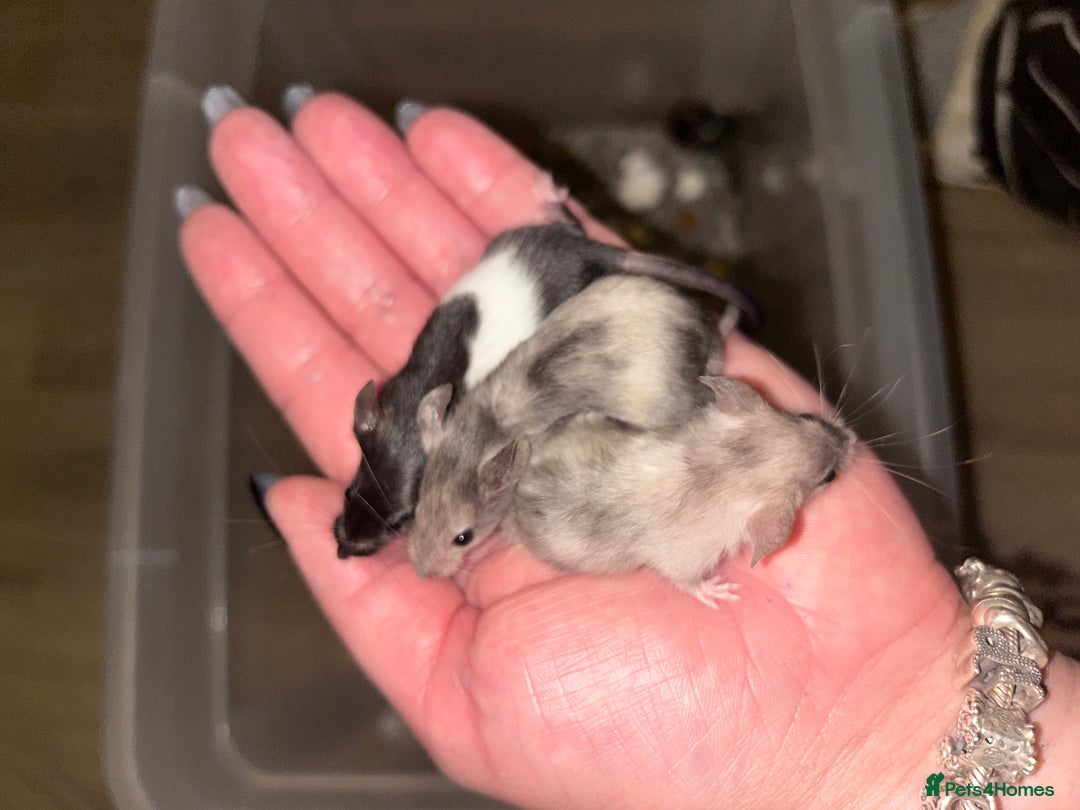 Mouse rodents for sale: Fancy mice 3 boys available  - Image 19