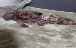 Mixed Breed cats for sale: Beautiful mixed breed kittens  - Image 1