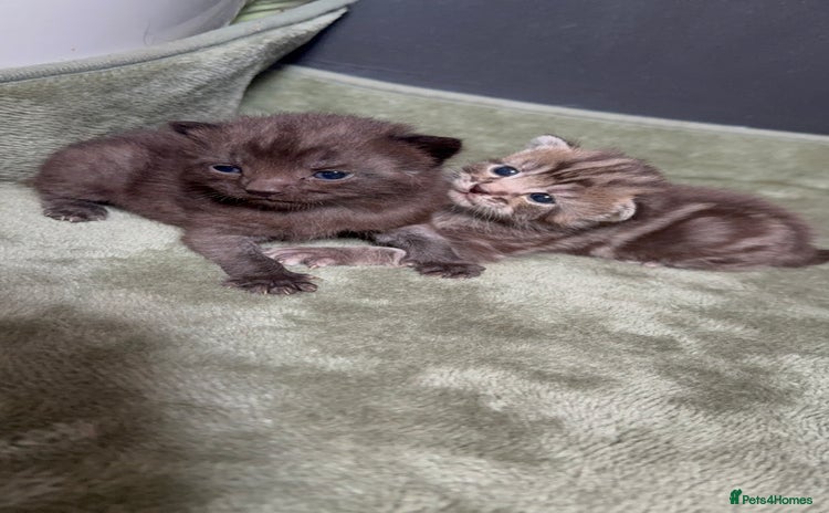 Mixed Breed cats - Advert 4