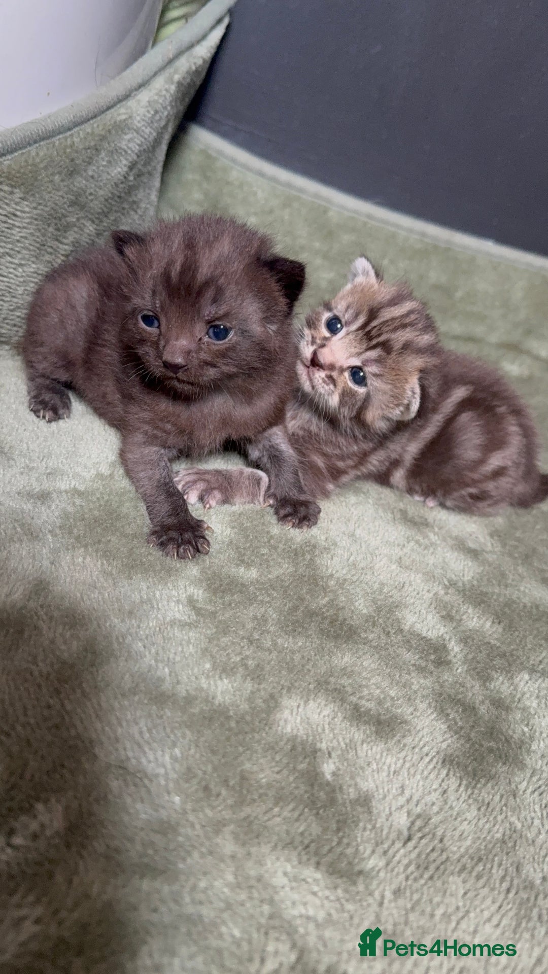 Mixed Breed cats for sale: Beautiful mixed breed kittens  - Image 1