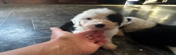 Old English Sheepdog dogs for sale: Fully health tested, KC registered OES - Advert 6