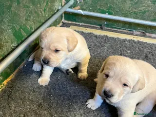 Labrador Retriever dogs Yellow Labrador pups - Advert 17
