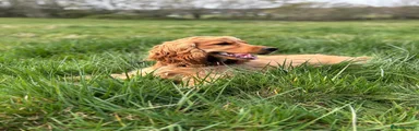 Cocker Spaniel Henry 