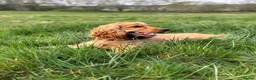 Cocker Spaniel dogs for sale: Neutered Golden Boy Available  - Advert 10