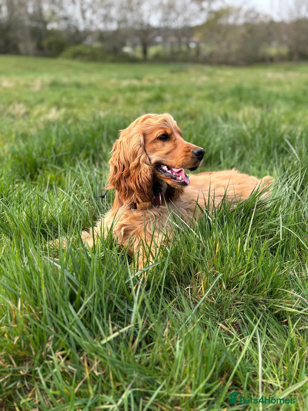 Cocker Spaniel dogs for sale: Neutered Golden Boy Available  - Advert 10