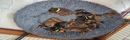 Dobermann dogs for sale: Healthy, happy Dobermann puppies available - Advert 4