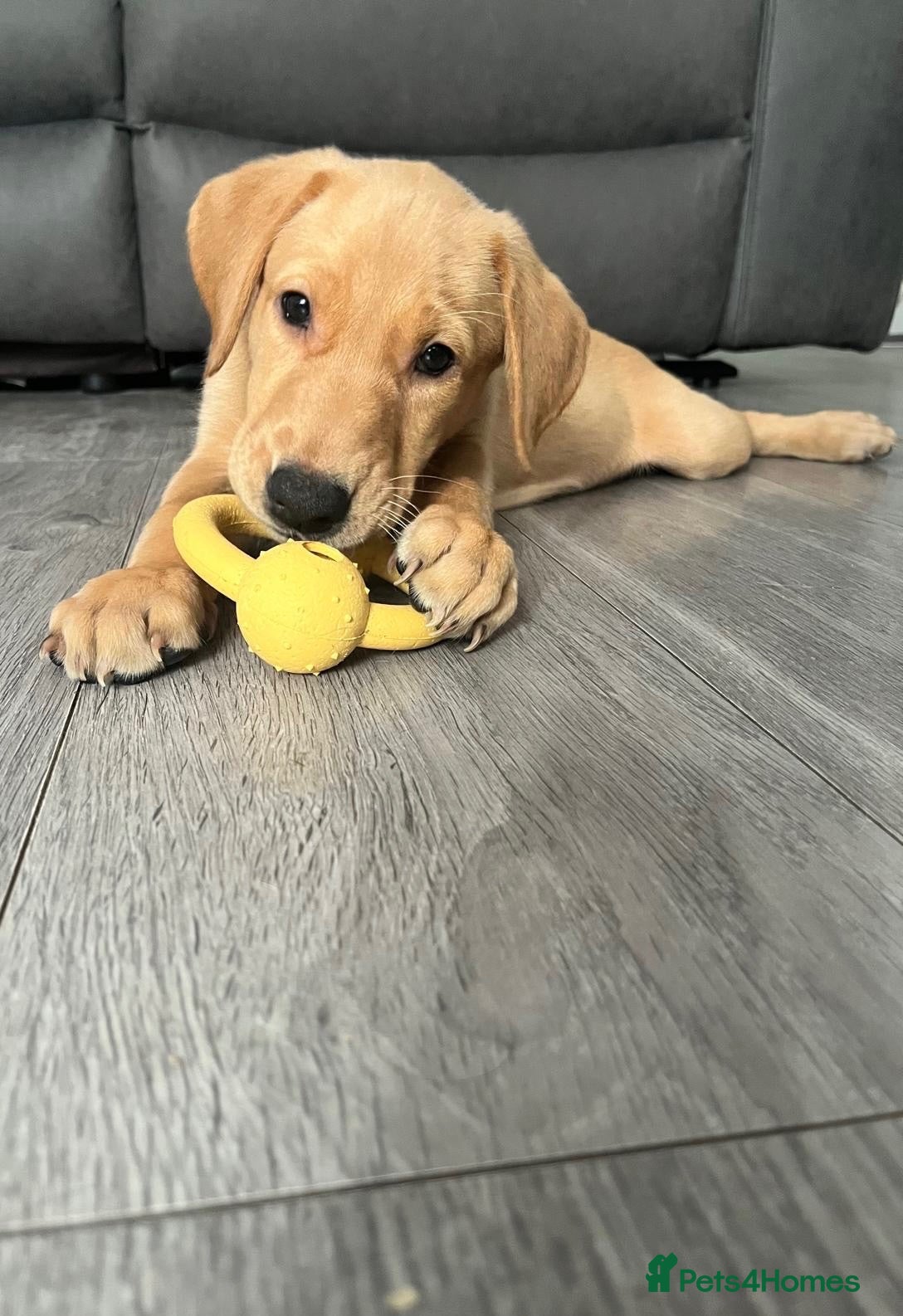 Labrador Retriever dogs 1 Girl! Adorable KC Labrador Puppies - Advert 1